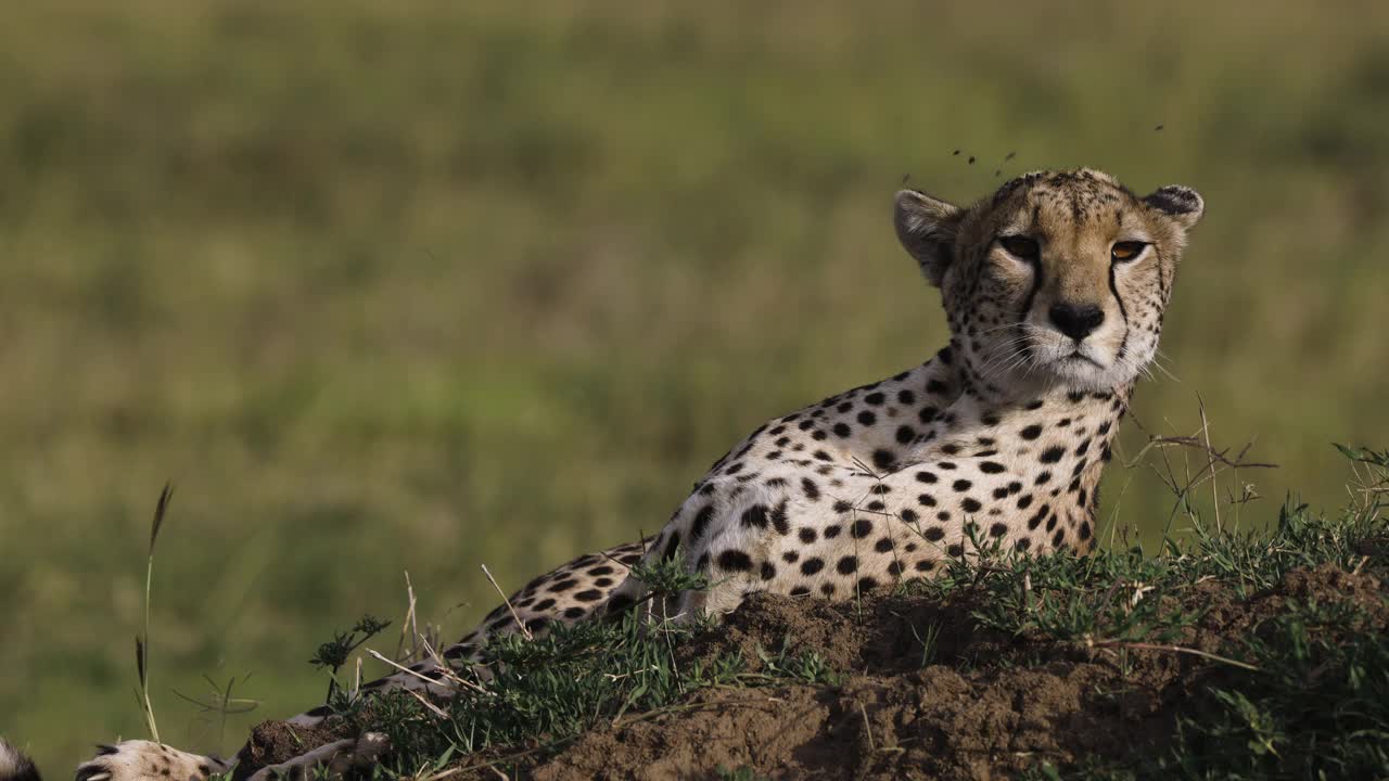 非洲大草原上，雌性猎豹躺在白蚁堆上的近距离正面照片视频素材