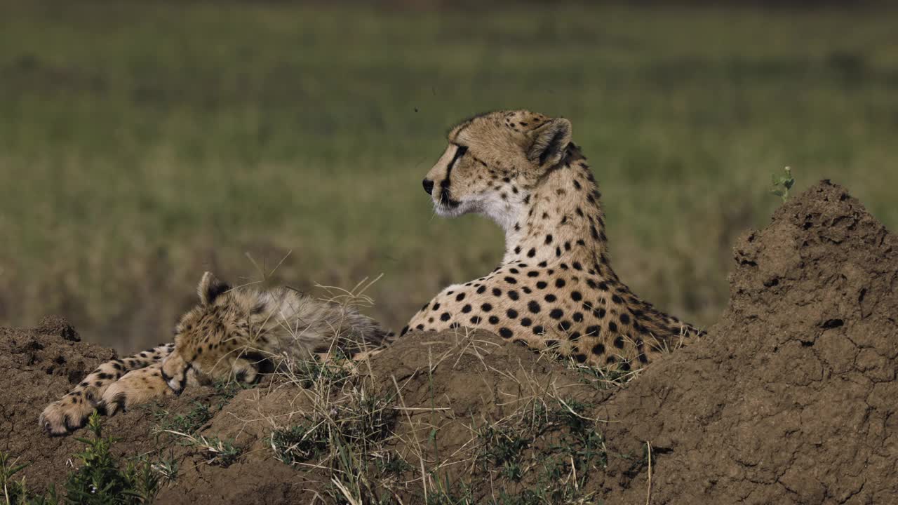 非洲大草原上，雌性猎豹和她可爱的幼崽躺在白蚁堆上的近距离侧视图视频素材