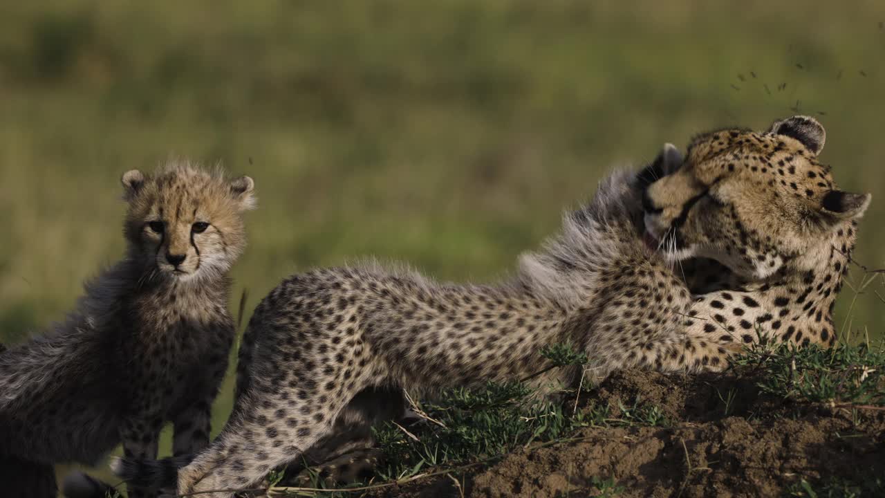 非洲大草原上，一只雌性猎豹正在白蚁堆上整理她可爱的幼崽视频素材