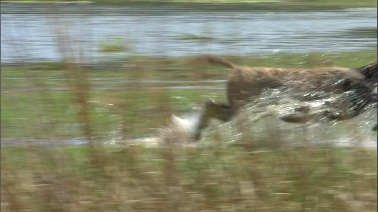 一群鹿站在附近，一群鹿在湿地上缓慢奔跑视频下载