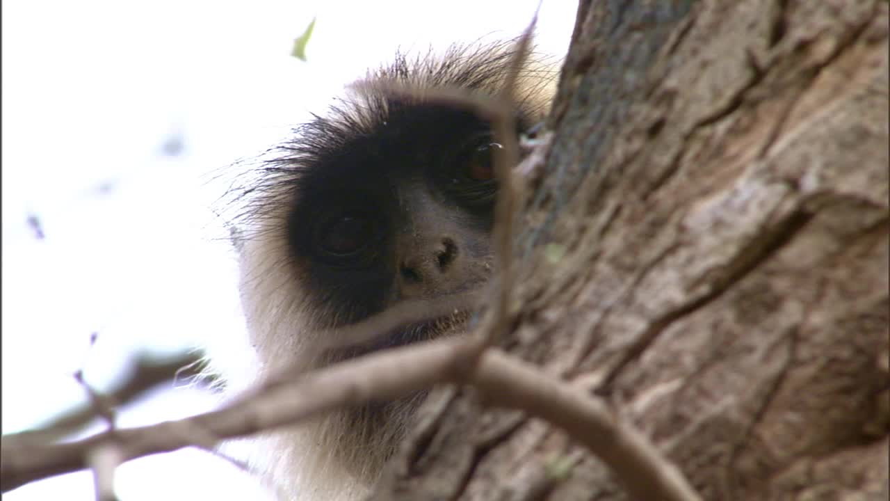灰叶猴从树林后面看镜头视频素材