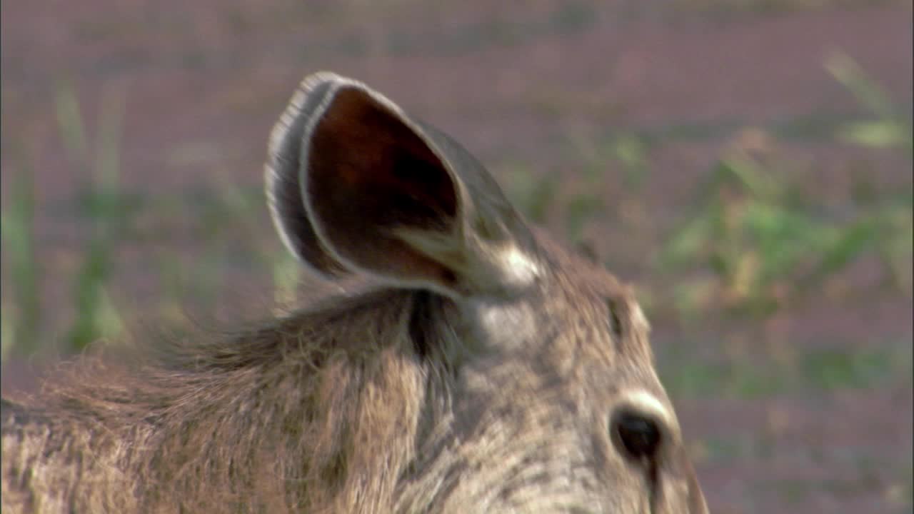 慢镜头的鹿饮水和舔鼻子视频下载