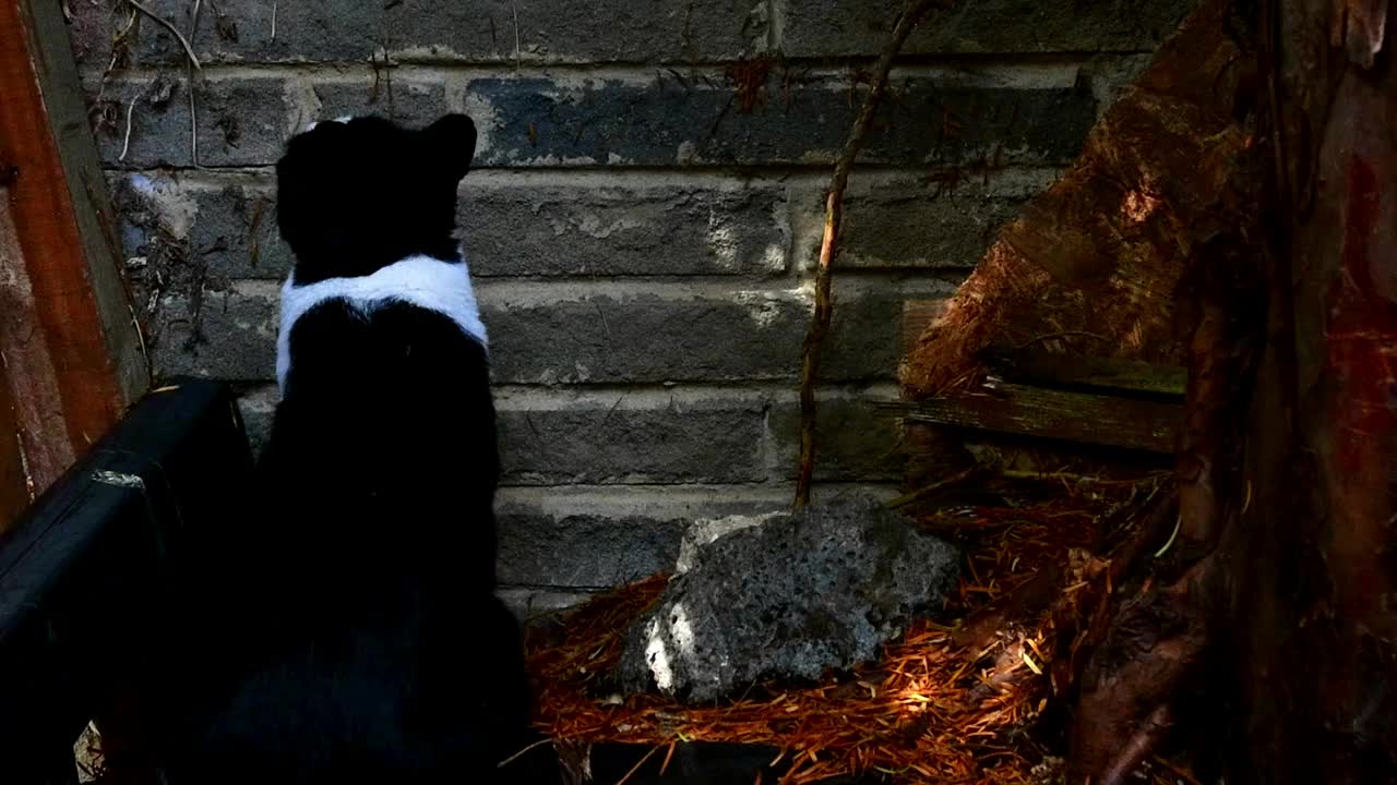 猫独自在花园的砖墙视频下载