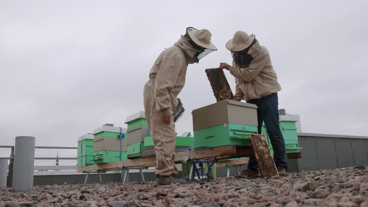 城市养蜂人在城市的屋顶上处理蜂箱视频素材