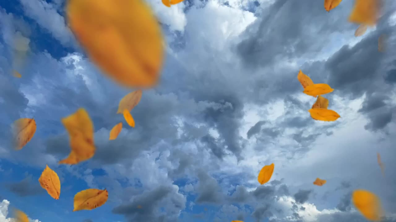 云，蓝天，秋，落叶视频素材