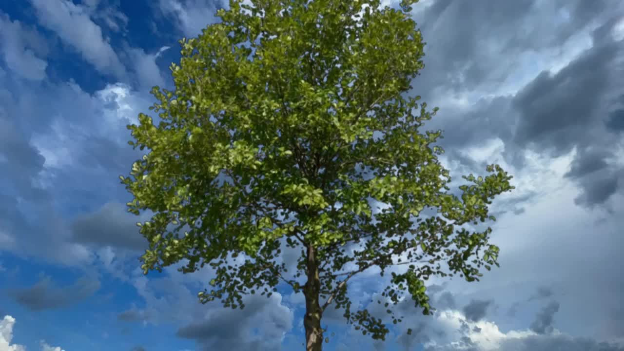 乌云，暴风雨的天空和绿叶的树。视频素材
