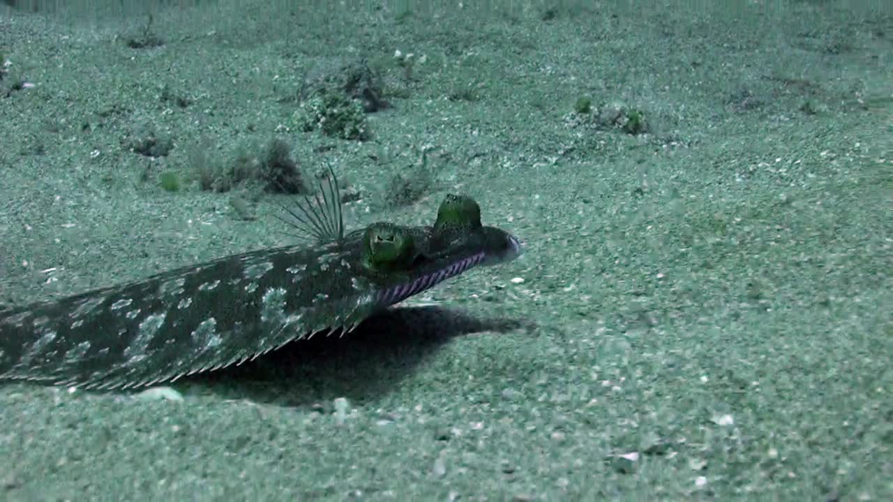 关于比目鱼在大西洋火山起源的沙质海底的宏观视频。视频下载