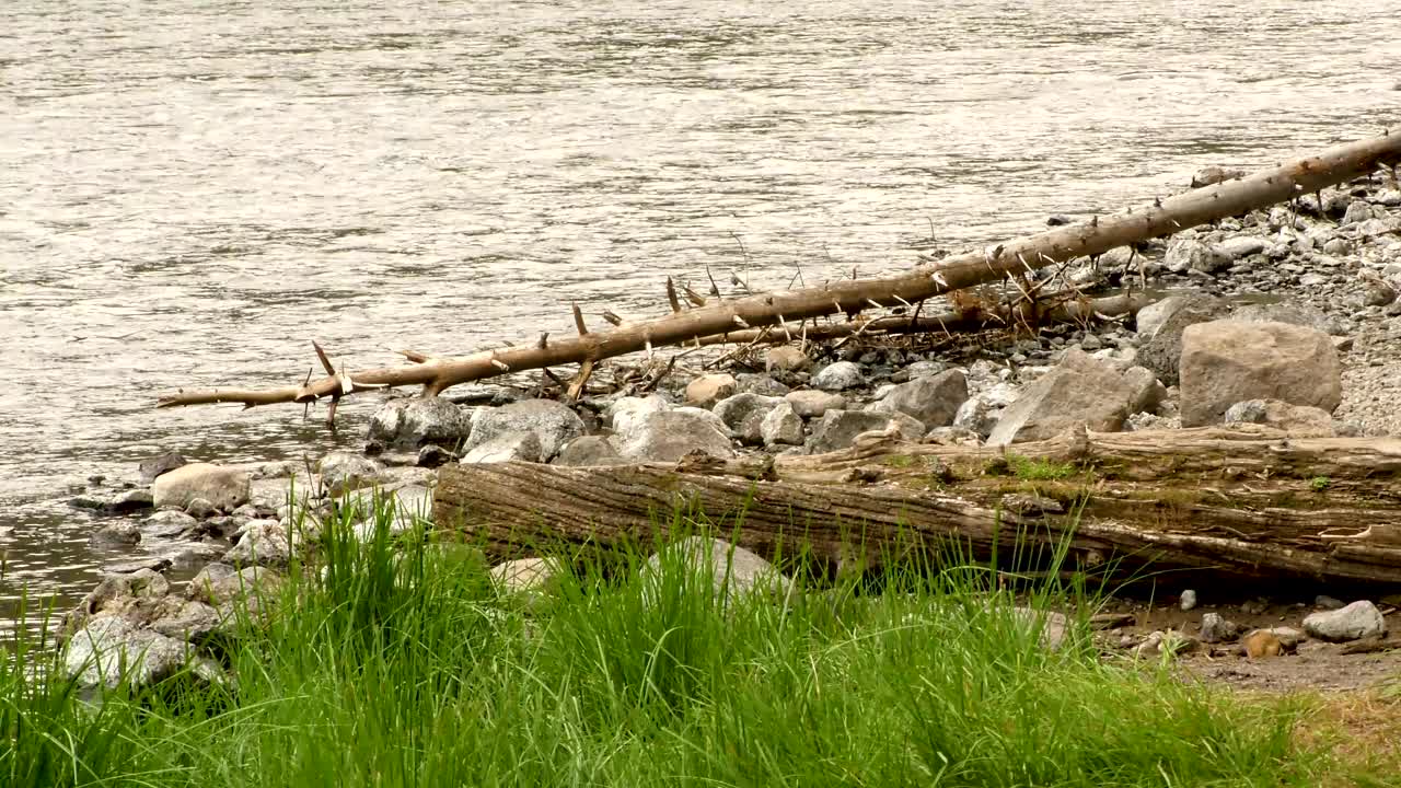 休休尼河旁躺着更多枯死的树木视频下载