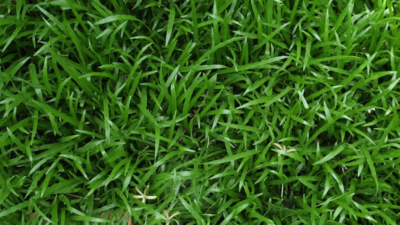 俯视图慢动作特写旋转的干花落在绿色的草地地板上视频下载