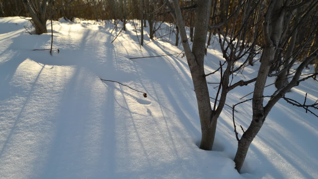 阿拉斯加，雪中树影移动。视频素材