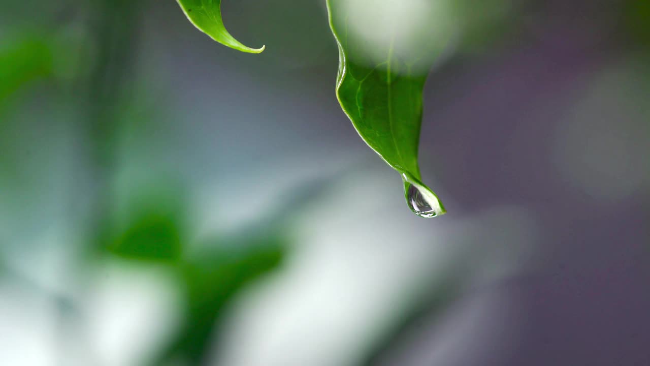 4K水滴在叶子上视频下载