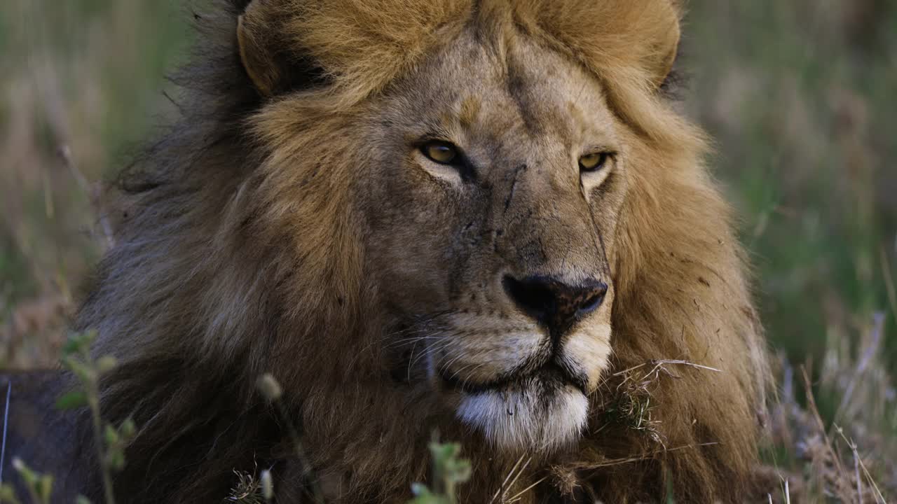 这是一头雄狮盯着镜头的特写视频素材
