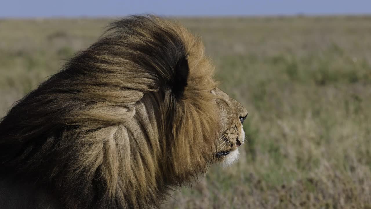 这是一头雄狮的侧视特写视频素材