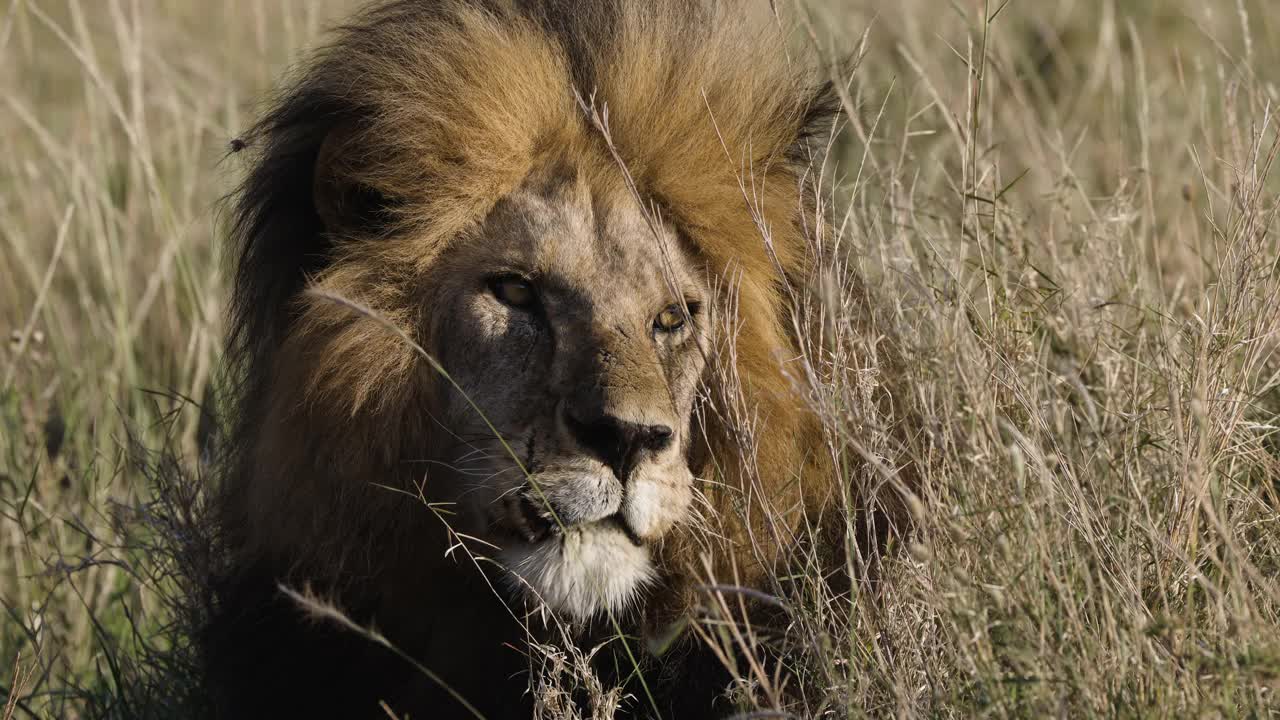 这是一头雄狮躺在草丛中的特写照片视频素材