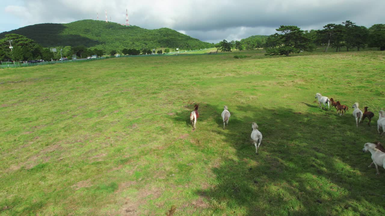 风景,牧场,韩国,马视频素材