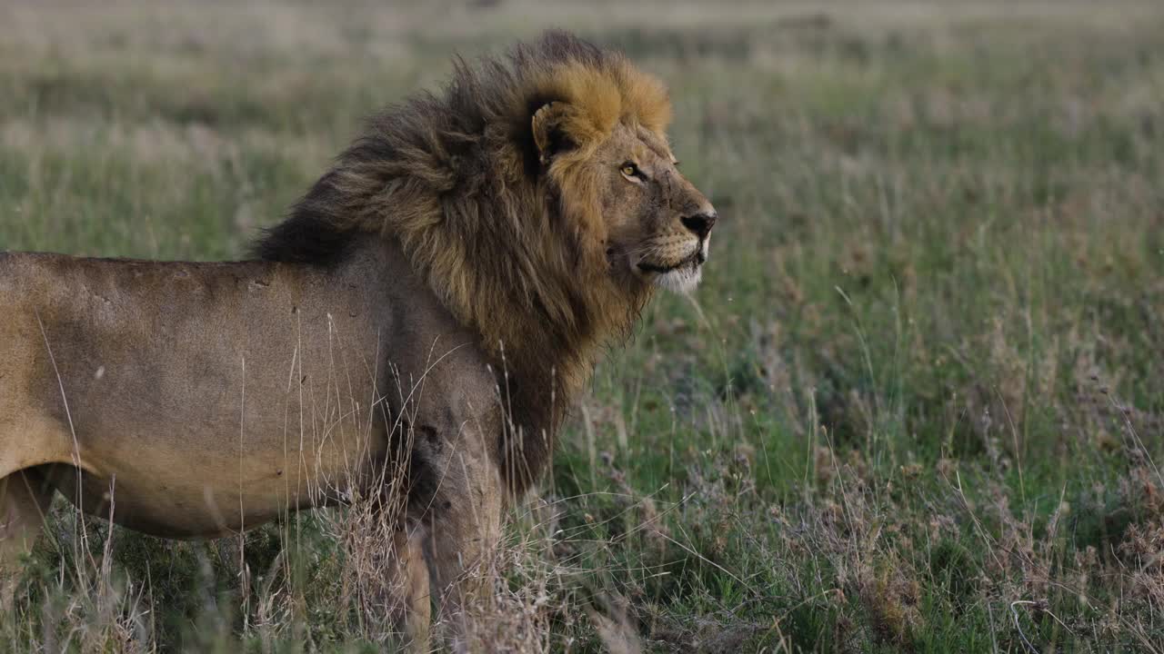 近距离拍摄雄狮站立在非洲大草原上视频素材