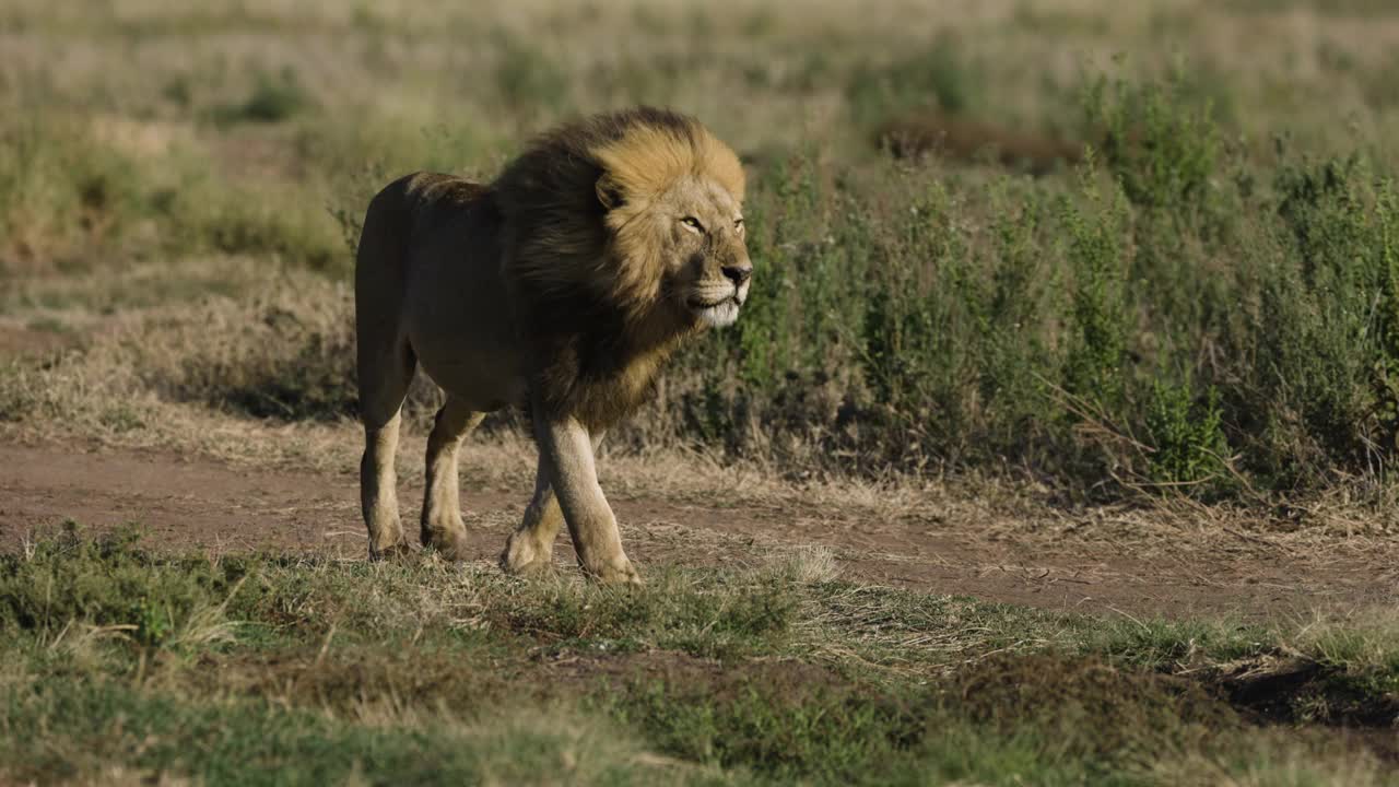 慢镜头特写雄狮在非洲大草原上行走视频素材