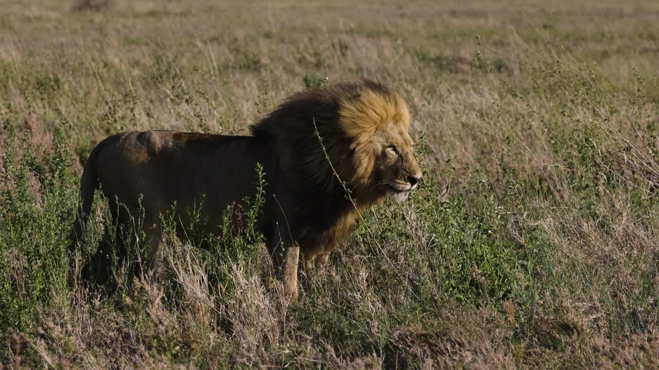 在非洲大草原上，雄狮与可爱的幼狮互动的慢动作视频素材