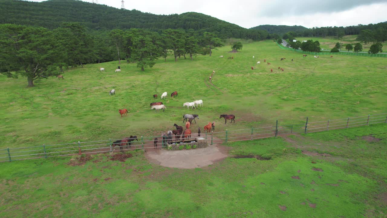 韩国，济州岛，马牧场的风景/济州视频素材
