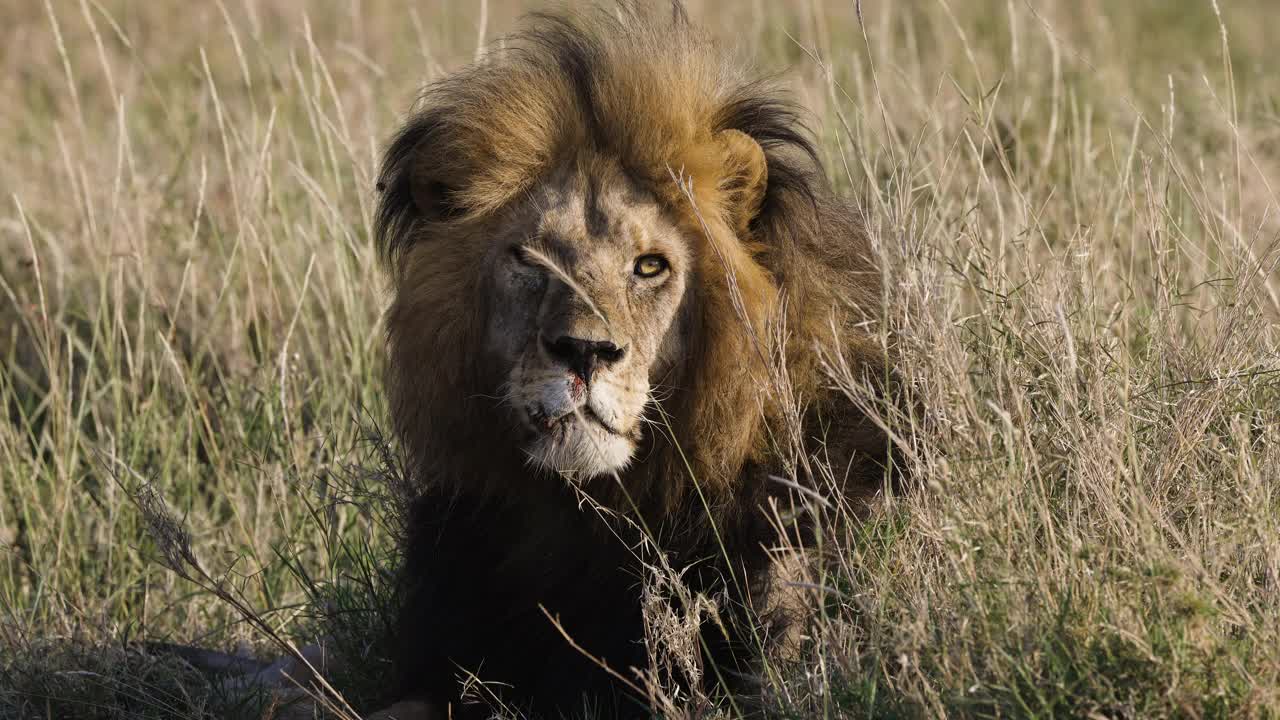 这是一头雄狮躺在草丛中的特写照片视频素材