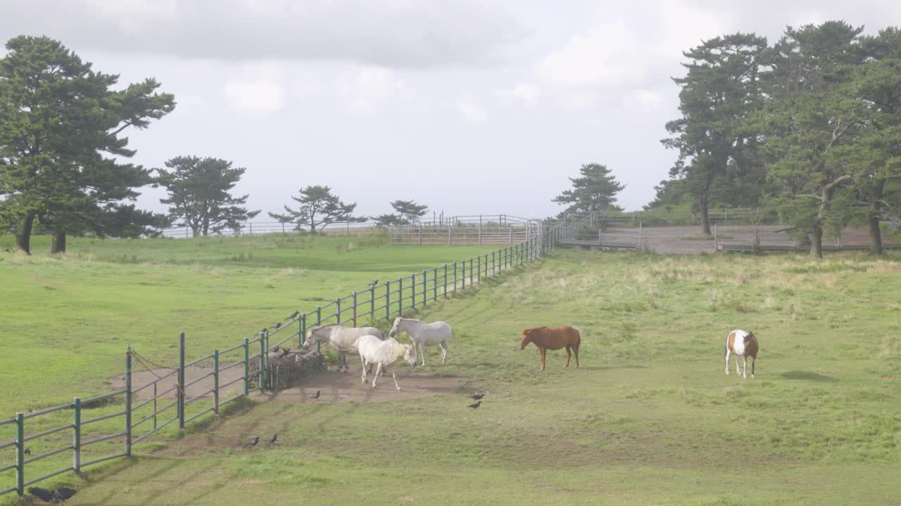 韩国，济州岛，马牧场的风景/济州视频素材