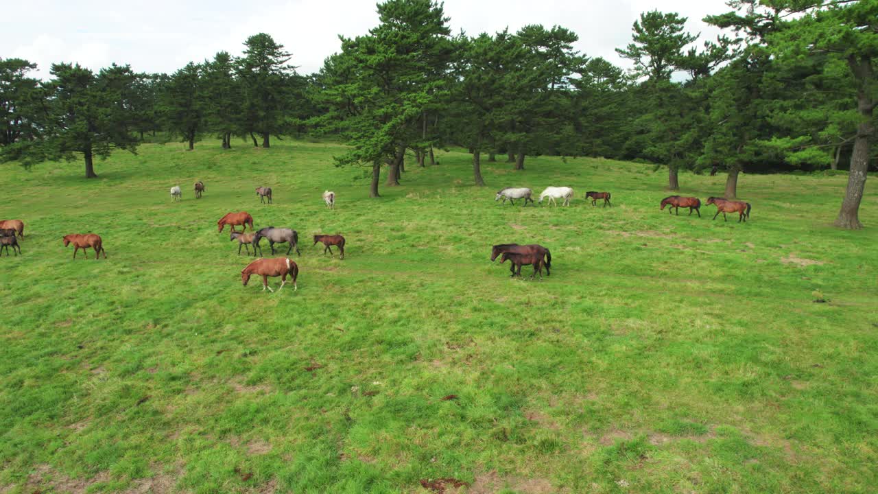 风景,牧场,韩国,马视频素材