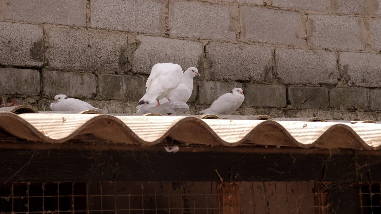 屋顶上坐着几只白鸽。视频下载