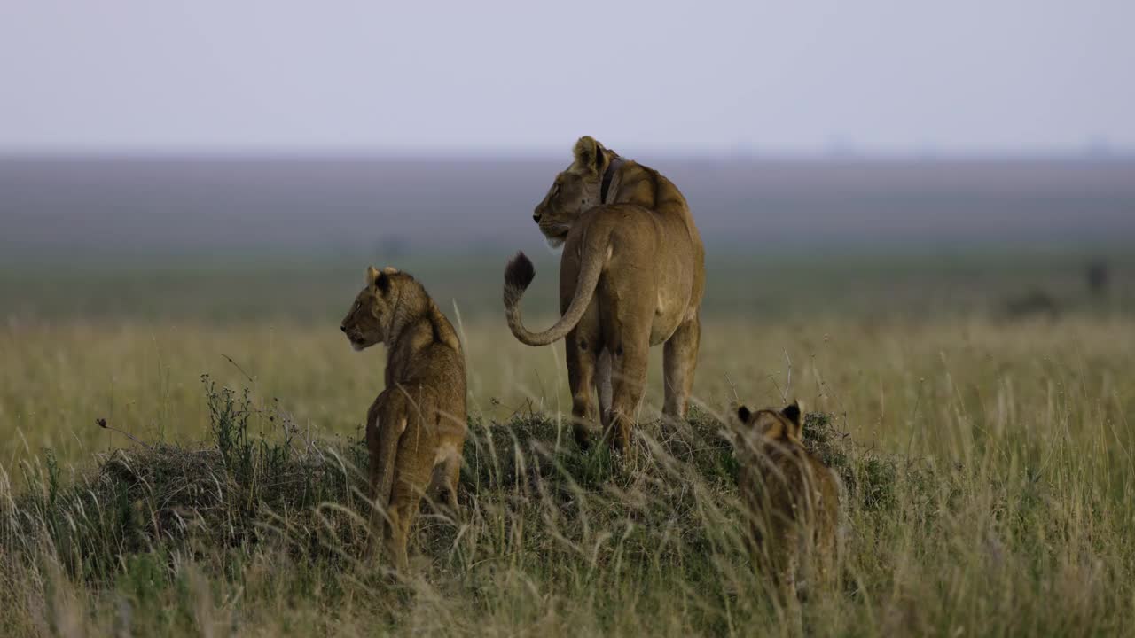 非洲大草原上，母狮和两只可爱幼崽的特写慢动作后视镜视频素材