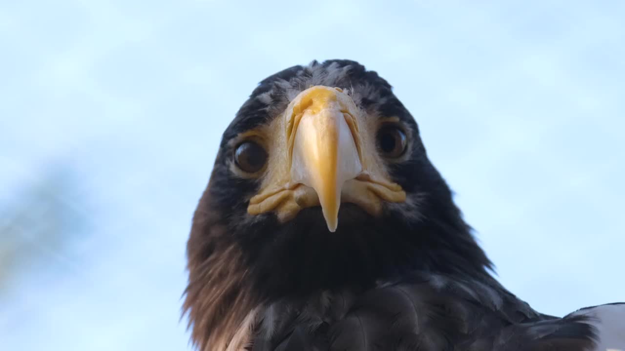 秃鹰猎人鸟的特写照片。捕食者看着摄像机。视频下载