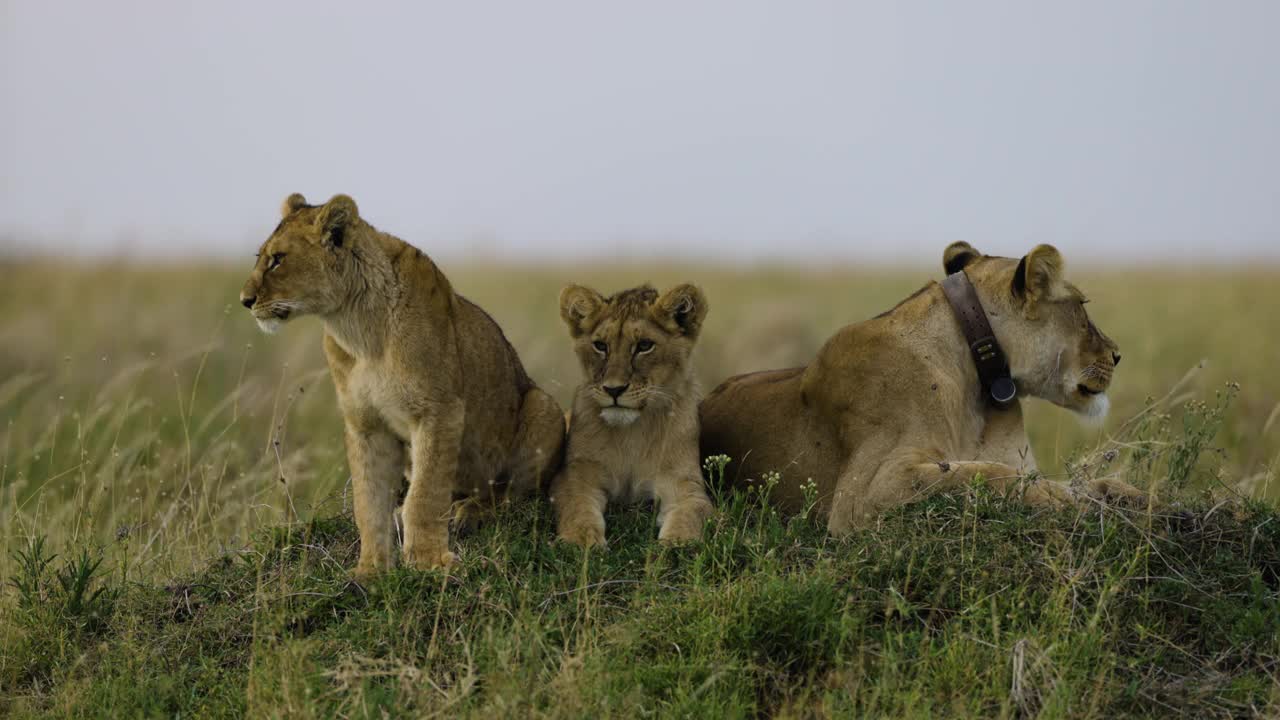 非洲大草原上，一只母狮和两只可爱的幼狮看着镜头视频素材