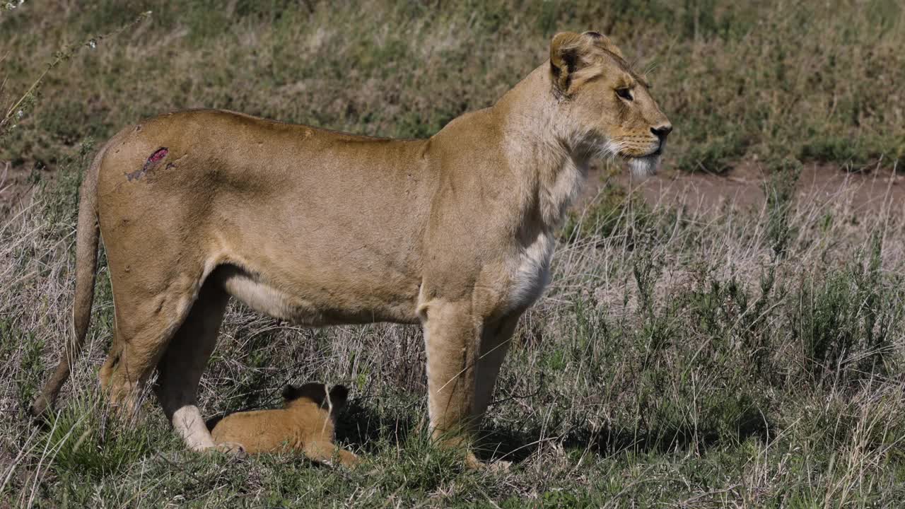 非洲大草原上，一只母狮站在她的脚边，旁边躺着一只可爱的小狮子视频素材