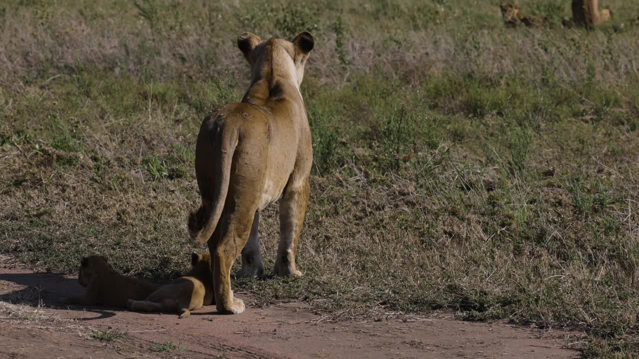 在非洲大草原上，母狮站着，两只非常可爱的幼崽躺在她的脚边视频素材