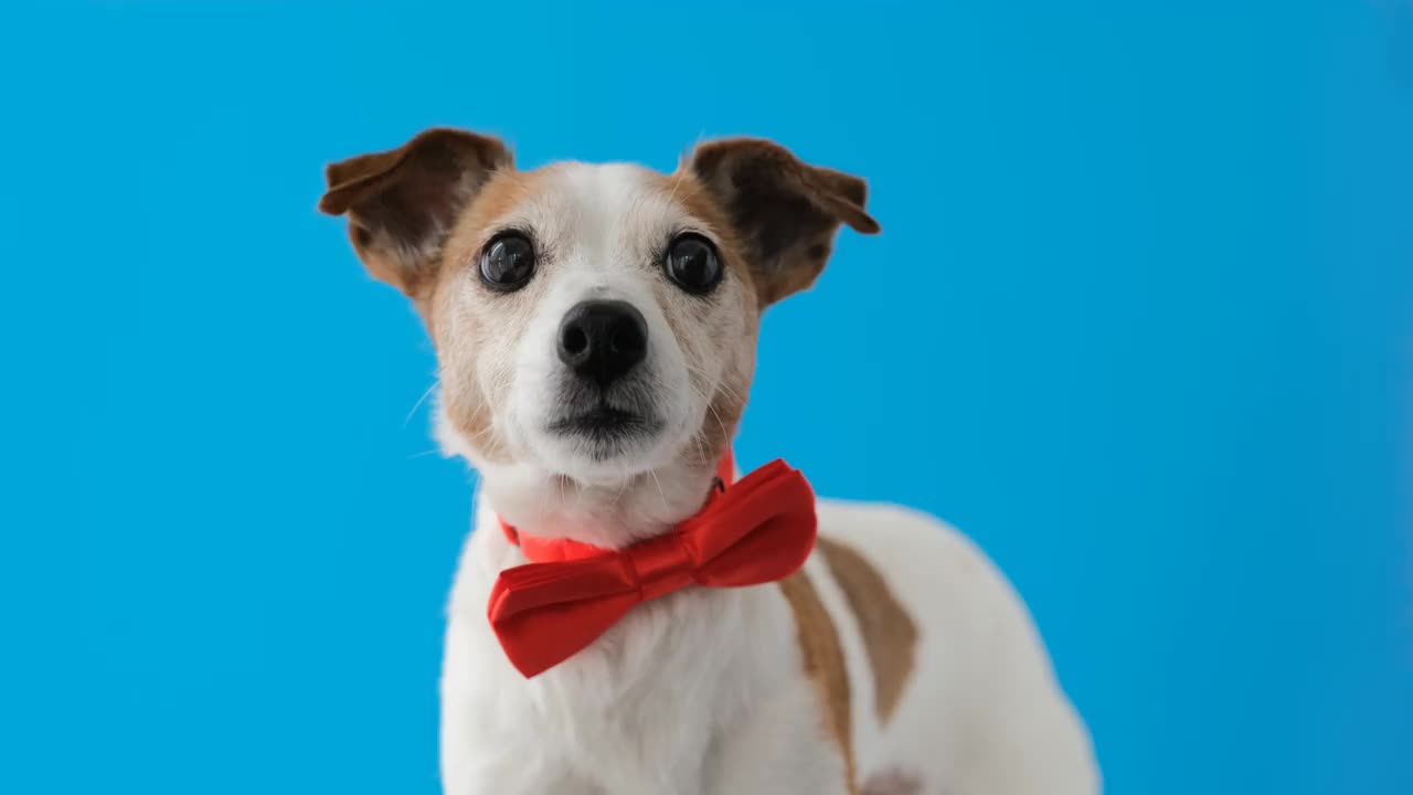 狗肖像品种的杰克罗素梗宠物与领结视频素材