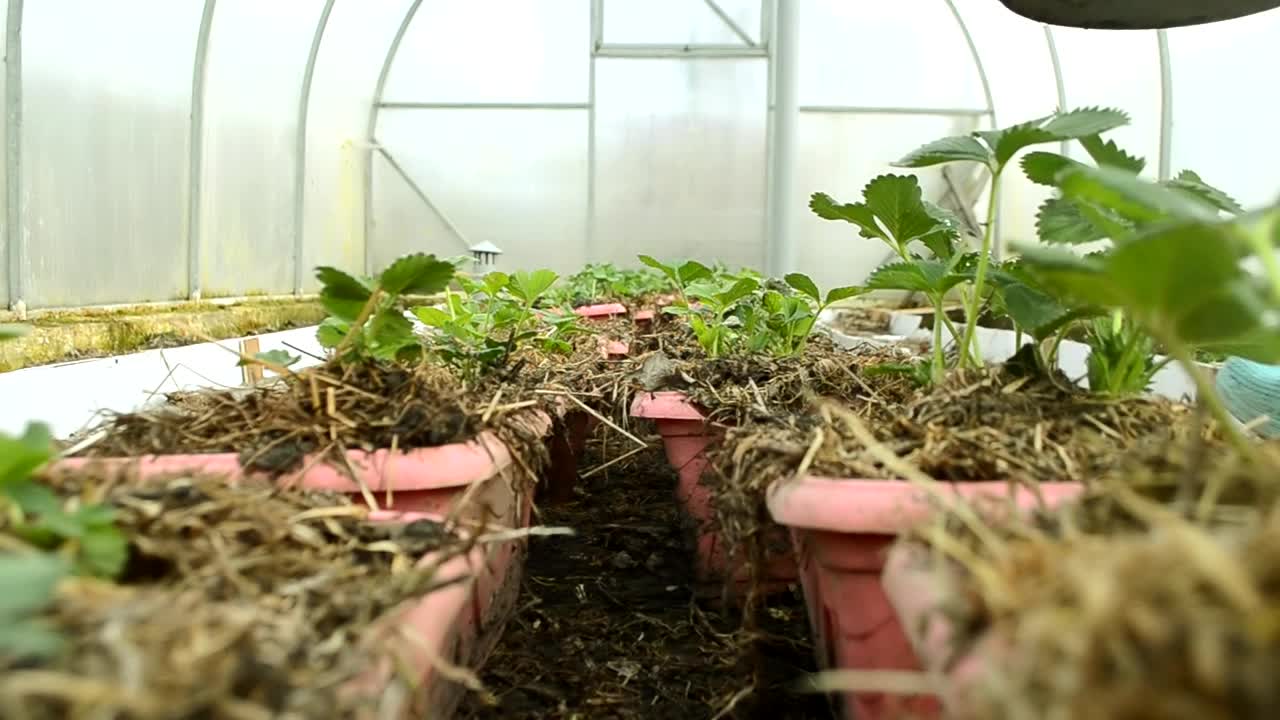 早春时，在温室里给小草莓种植园浇水。测量生命和照顾植物。有机增长。特写镜头。视频素材