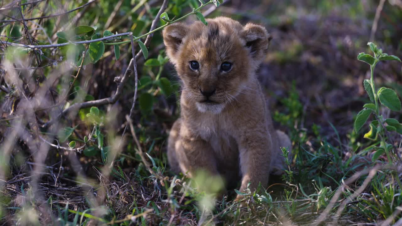 近距离拍摄可爱的幼崽坐在非洲大草原上视频素材