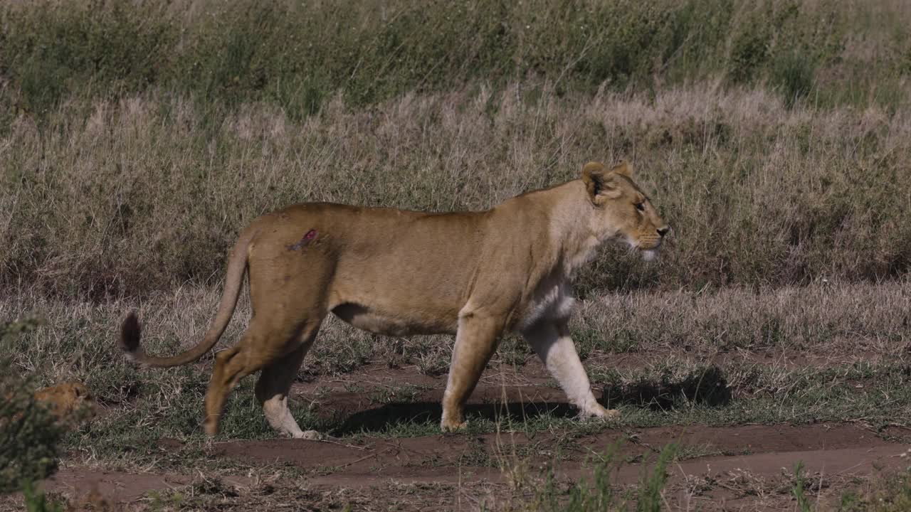 在非洲大草原上，母狮行走的特写慢镜头和两只非常可爱的幼狮紧随其后视频素材