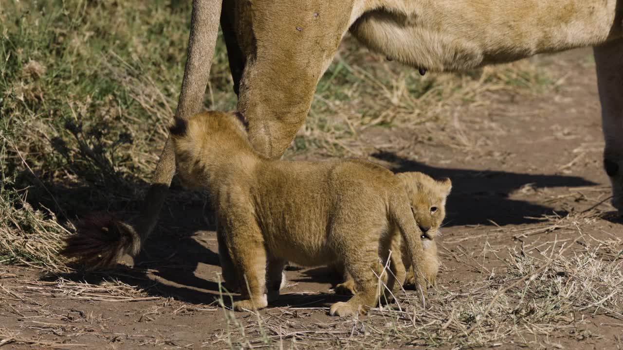 在非洲大草原上，母狮和两只非常可爱的幼崽在她的脚边视频素材