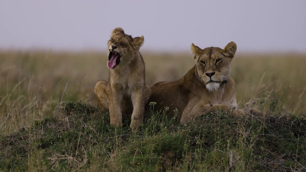 非洲大草原上，一只母狮和两只可爱的幼狮看着镜头视频素材