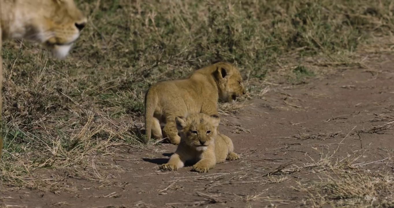 非洲大草原上，一只母狮和两只非常可爱的幼崽的特写镜头视频素材