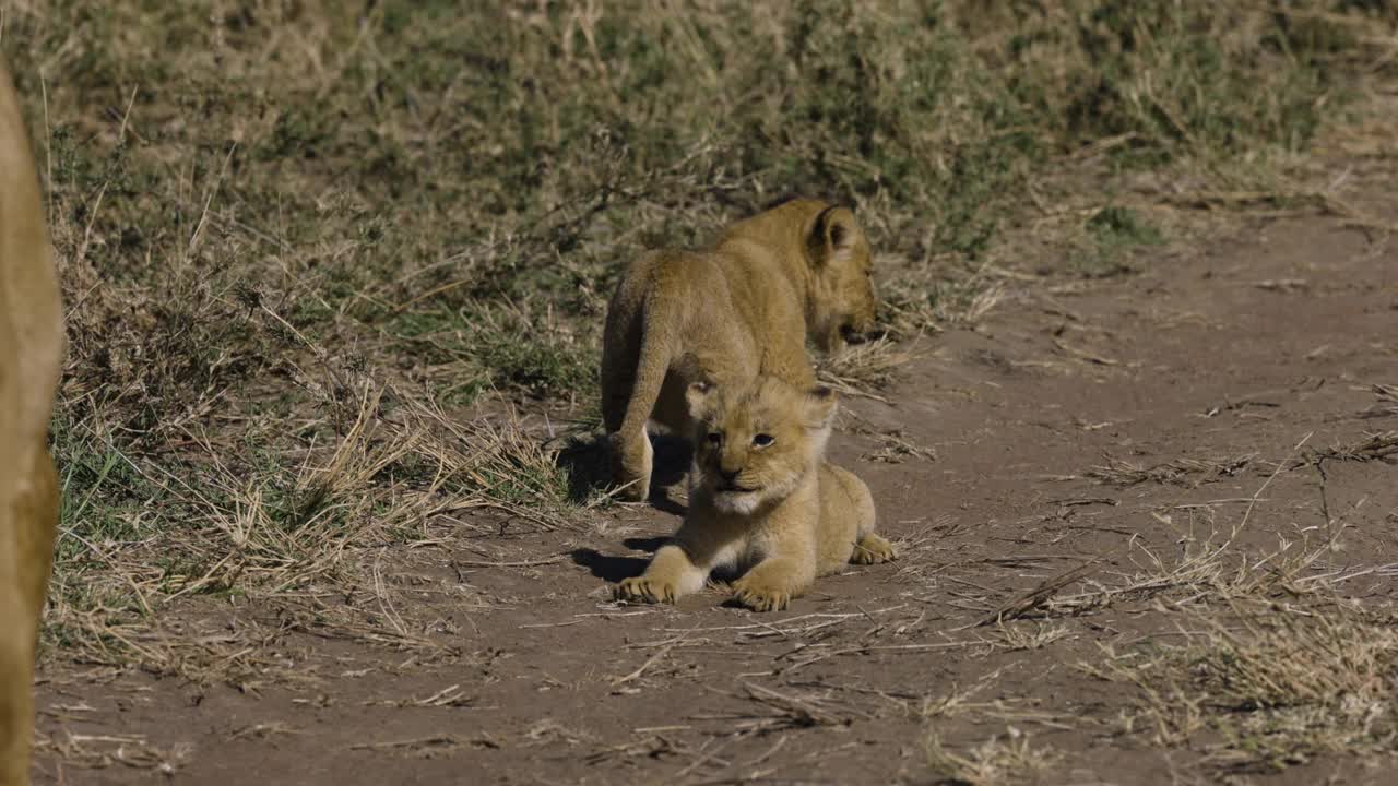 特写慢动作母狮和两只非常可爱的幼崽躺在非洲大草原上视频素材
