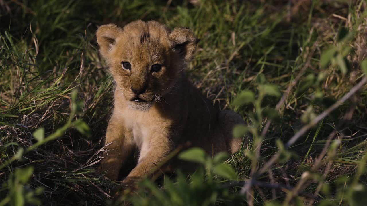 在非洲大草原上，近距离拍摄可爱的幼崽坐着呼唤妈妈视频素材