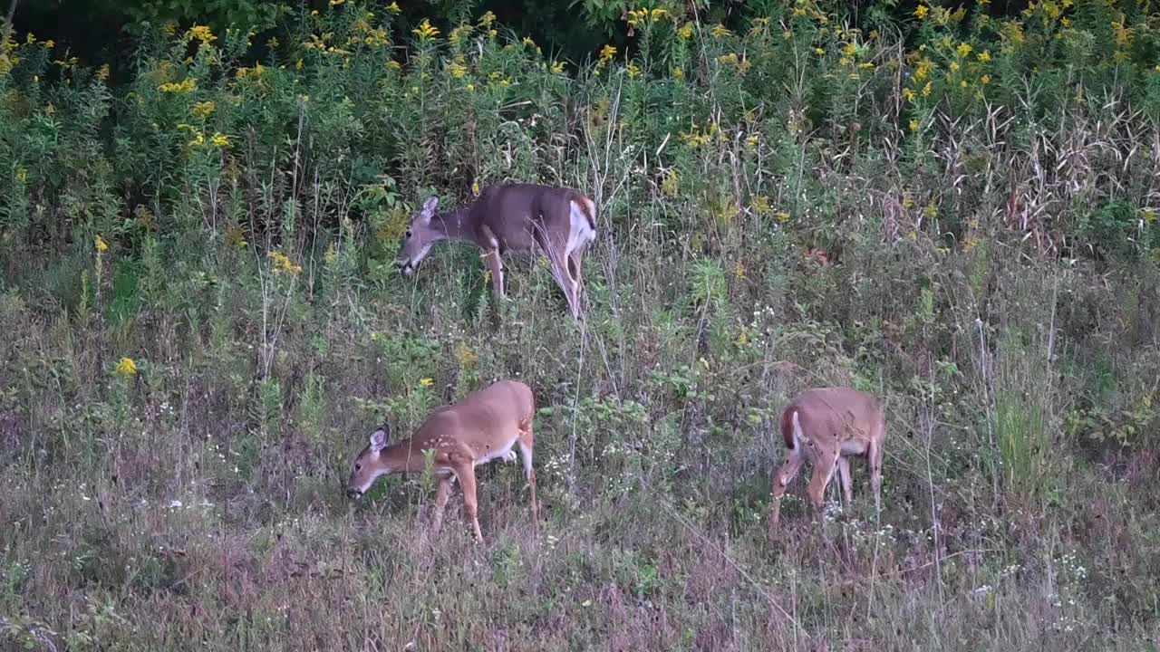 黄昏草地上的鹿视频素材
