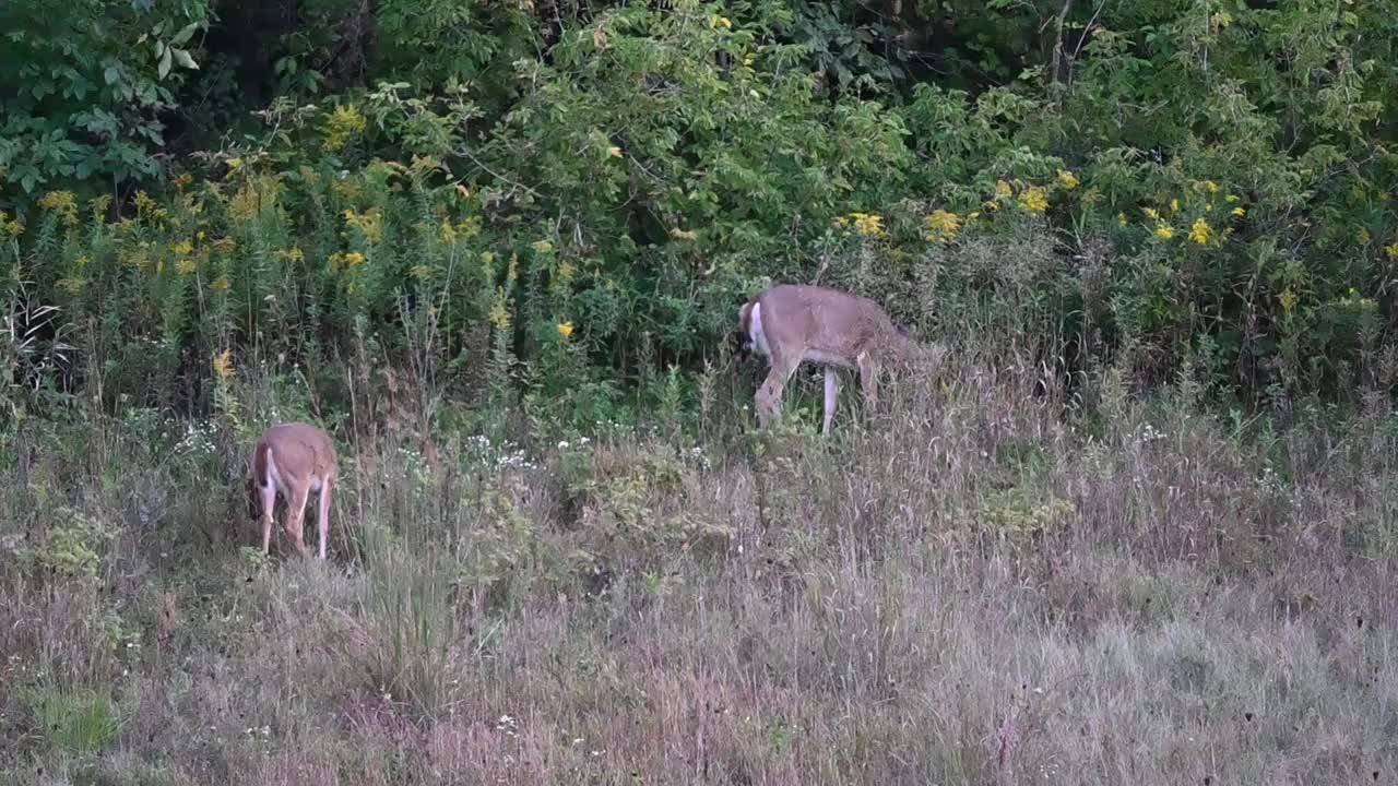 日落草地上的鹿视频素材
