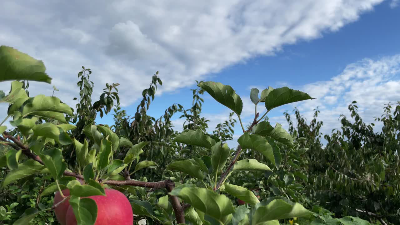 果园里的苹果树视频下载