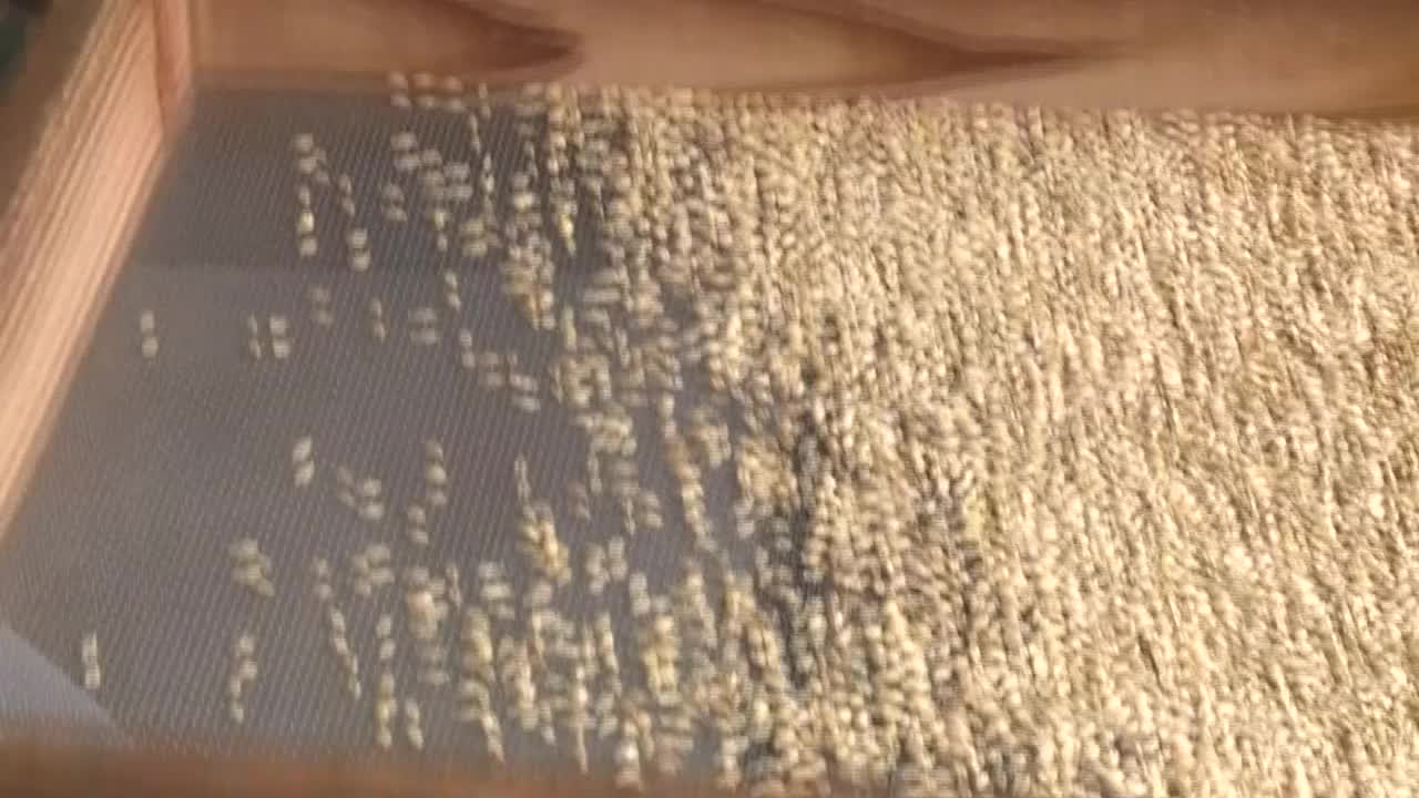 日本，将大麦从筛子中放入袋中视频下载