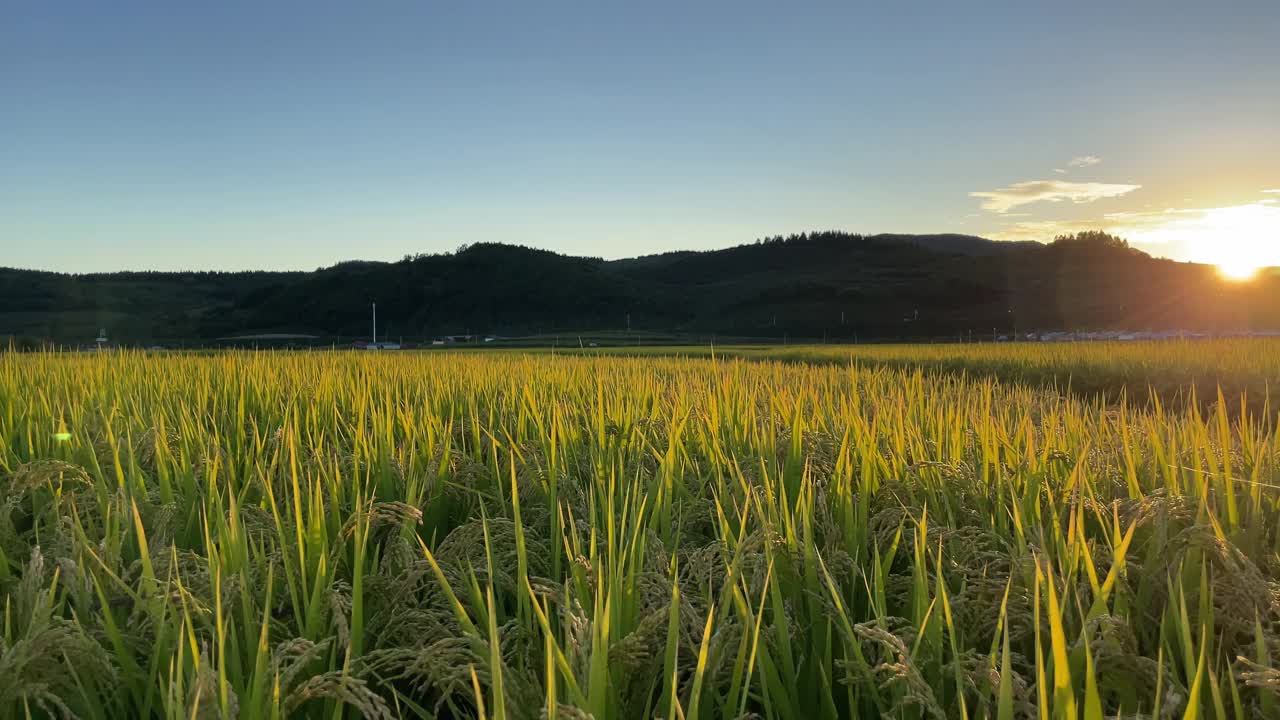 水稻。农业领域视频下载