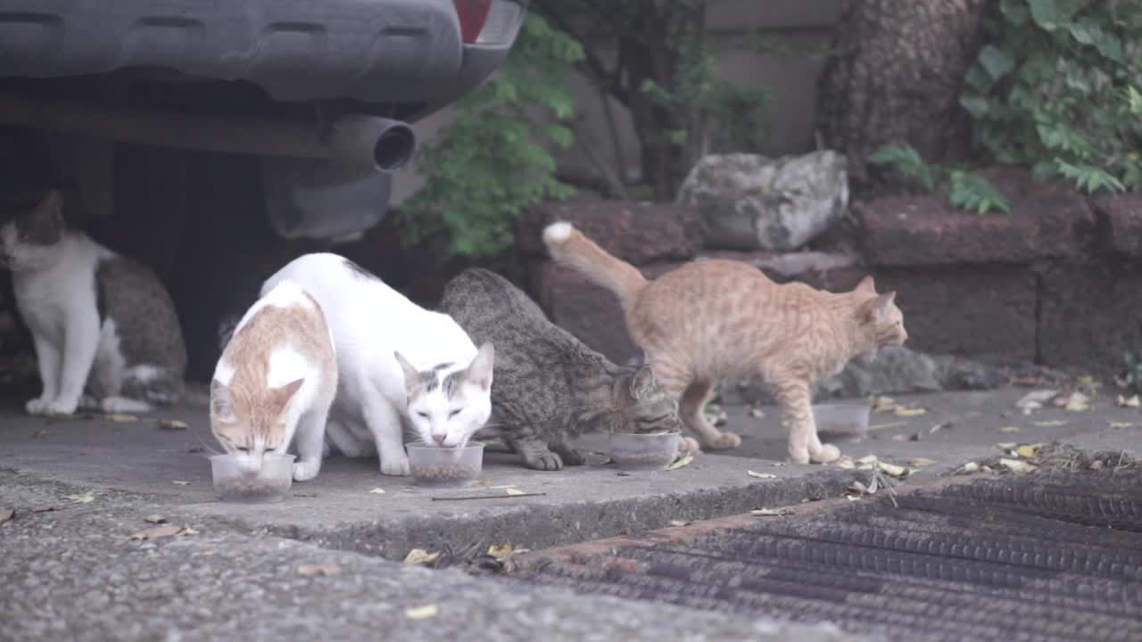 猫在街上吃碗里的饲料视频下载