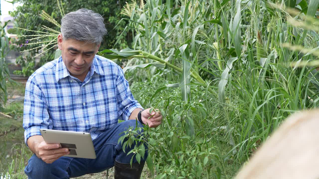 一位长者在农场里用数码平板电脑收集植物数据视频素材