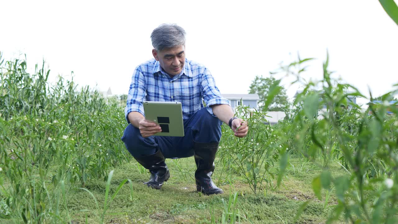 一位长者在农场里用数码平板电脑收集植物数据视频素材
