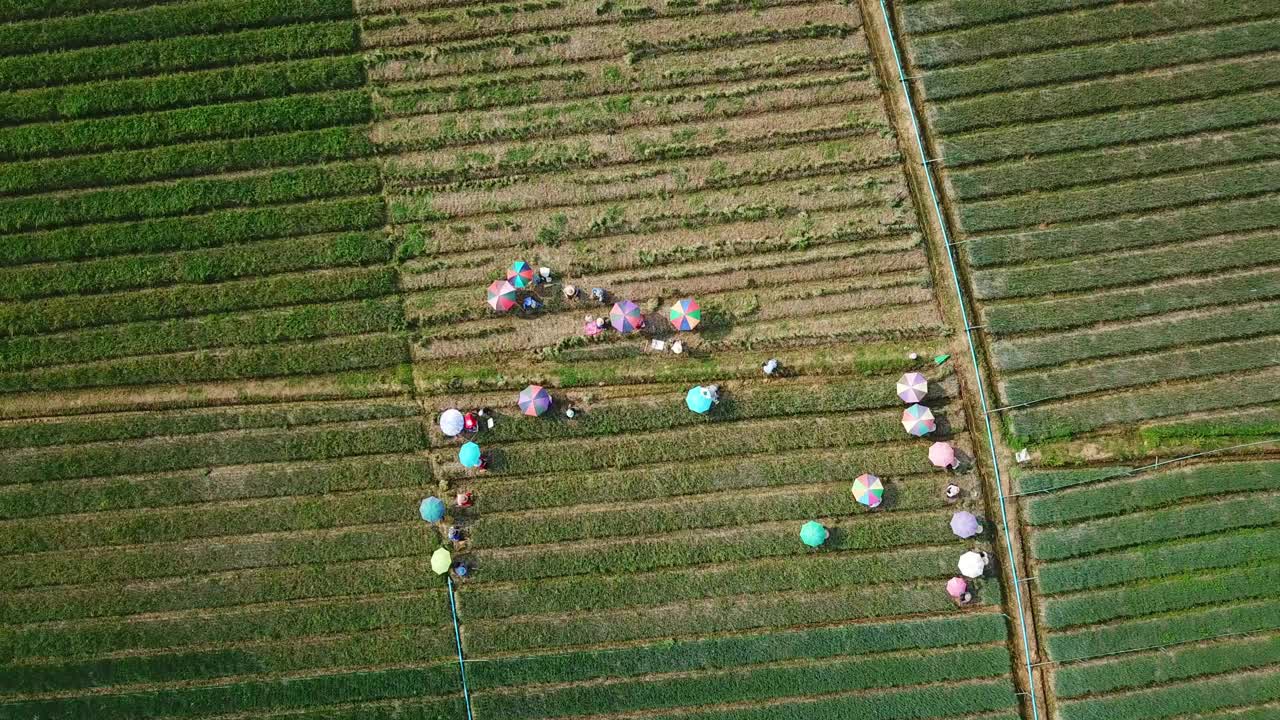 亚洲农业鸟瞰图视频下载